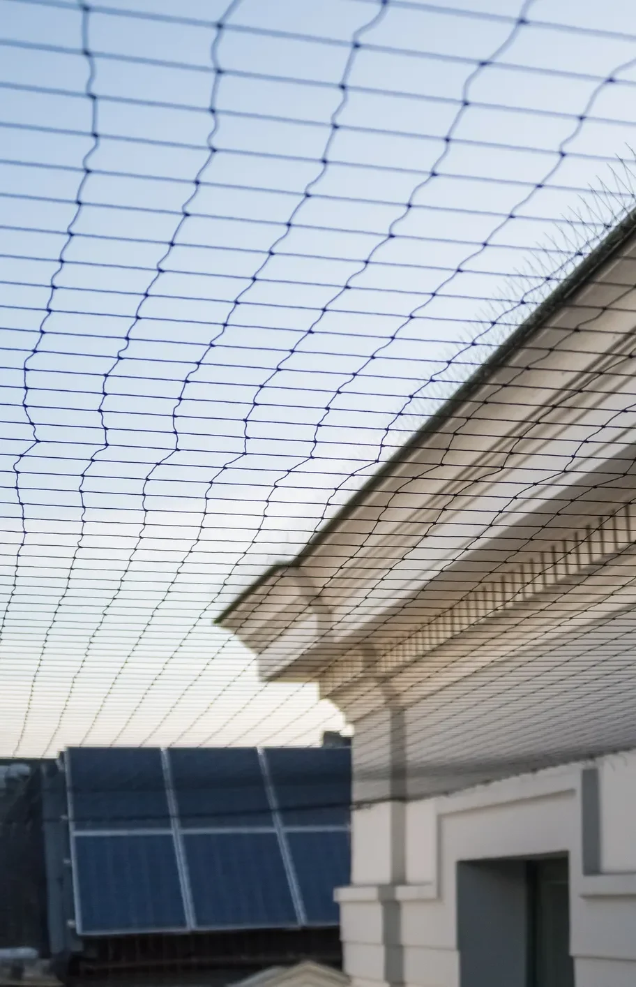 Anti bird net installation